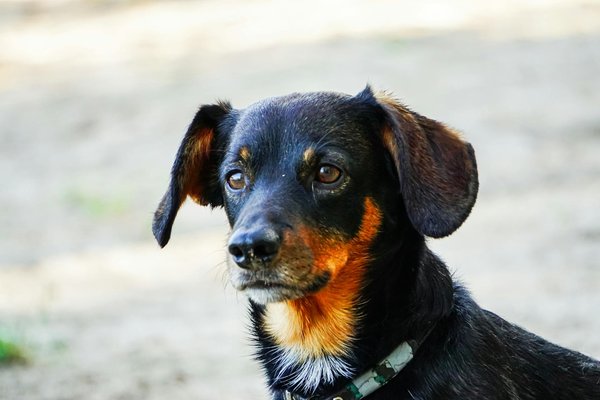 Exploring the influence of uk citizen scientists in tracking seasonal wildlife patterns