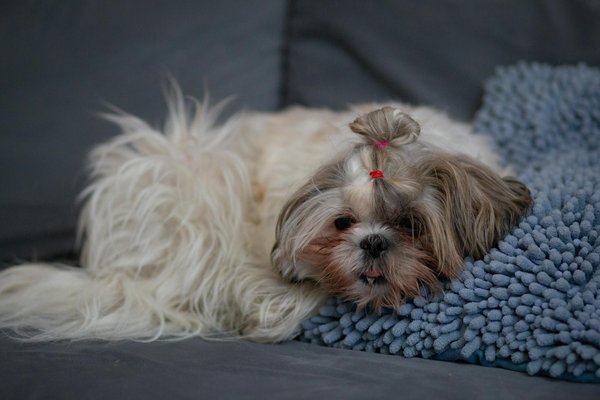 Comprehensive Guide to Nurturing Orphaned Kittens: Pro Tips for Bottle-Feeding and Ensuring Robust Growth