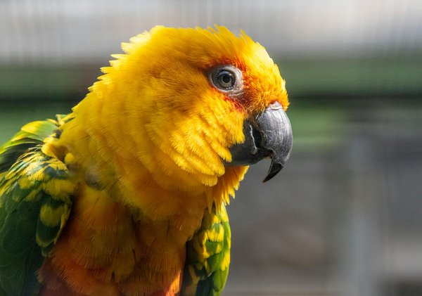 Protecting marine turtles: innovative coastal development strategies in the uk to preserve nesting habitats